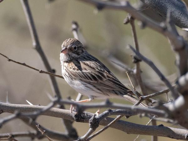 <h3><a href="/trips/Tucson_2023/biota/animalia/chordata/aves/040 passeriformes/126 emberizidae/pooecetes gramineus/pooecetes gramineus-nl.html">Pooecetes&nbsp;gramineus</a> / Vesper&nbsp;sparrow / Avondgors</h3>OM-1 met M.300mm F4.0 + MC-14, 1/4000 sec  bij F5.6, ISO 1250, afstand 12.1&nbsp;m